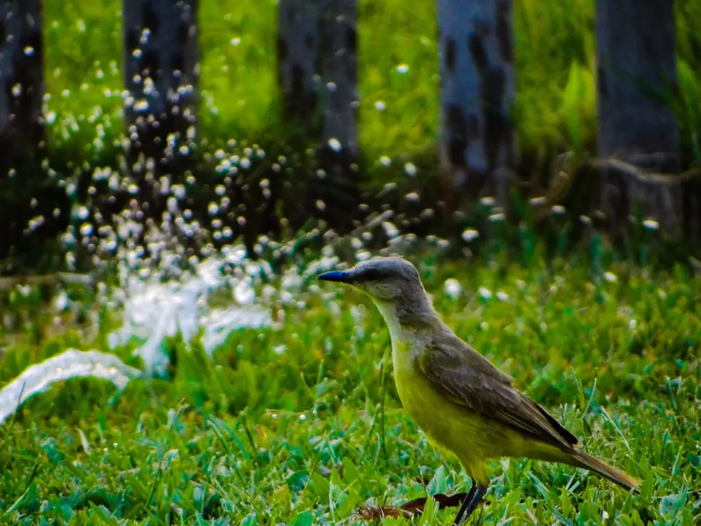 Oeste gaúcho tem calor histórico, recorde e umidade raramente vista