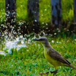 Oeste gaúcho tem calor histórico, recorde e umidade raramente vista
