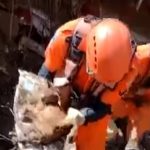 Gato é resgatado com vida após oito dias soterrado no Rio