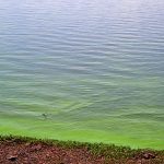 Temperaturas extremas fazem aparecer algas tóxicas em rios e lagos da Argentina