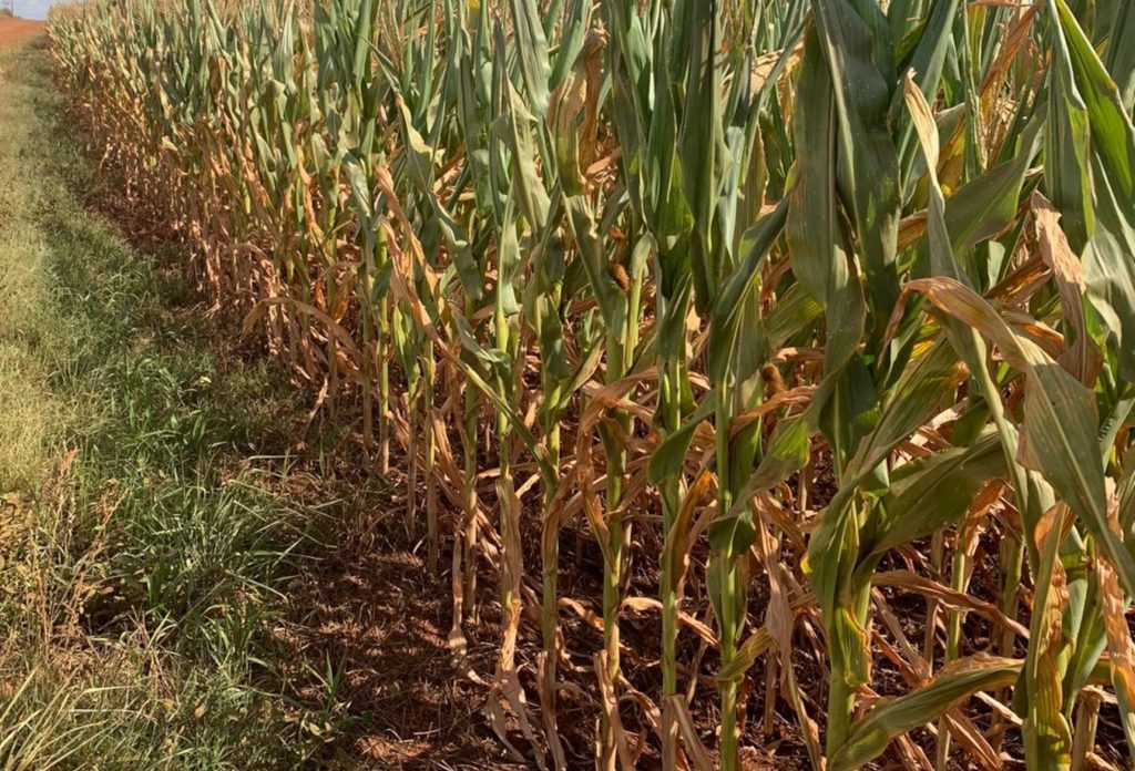 Estiagem pode se agravar antes do começo do EL Niño