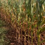 Estiagem pode se agravar antes do começo do EL Niño
