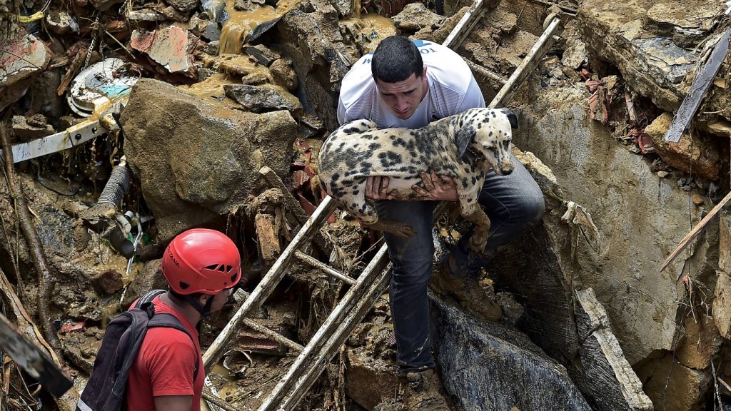 Cuidado e carinho com os pets vítimas do desastre de Petrópolis