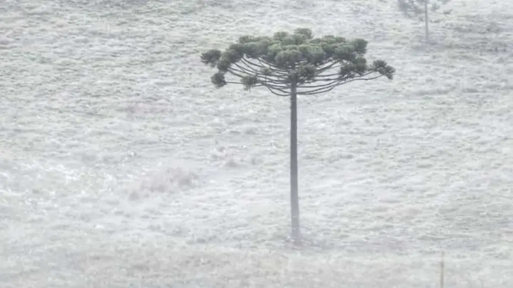 Segunda-feira começou com frio de 3ºC e geada