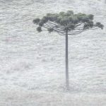 Segunda-feira começou com frio de 3ºC e geada