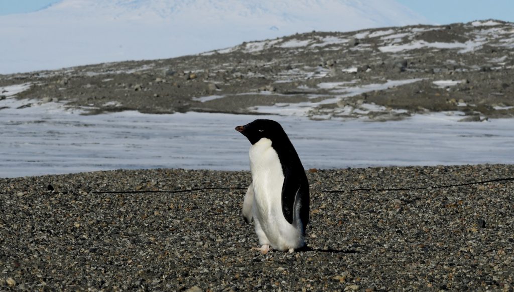 A loucura climática ocorrida na Antártida em um gráfico