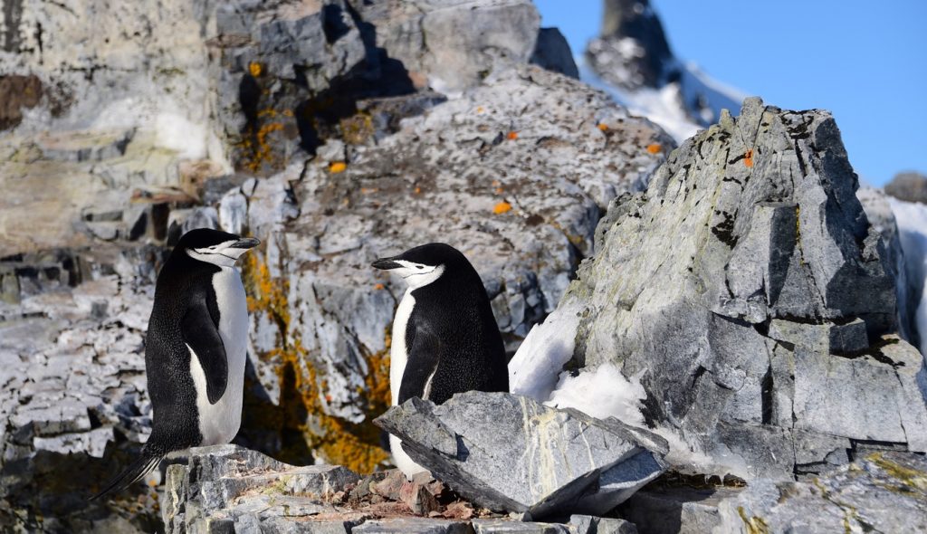 Estudo confirma queda recorde de gelo marinho na Antártida