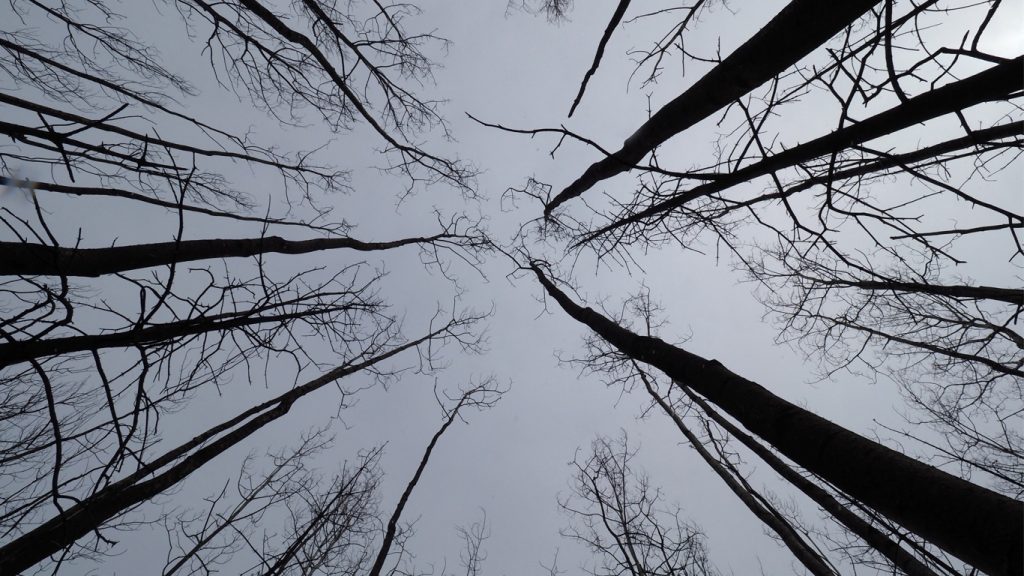 O que a vegetação conta sobre o clima dos últimos 10 mil anos