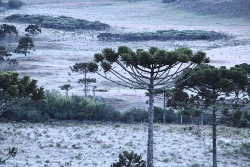 Previsão de madrugadas frias e geada por vários dias seguidos