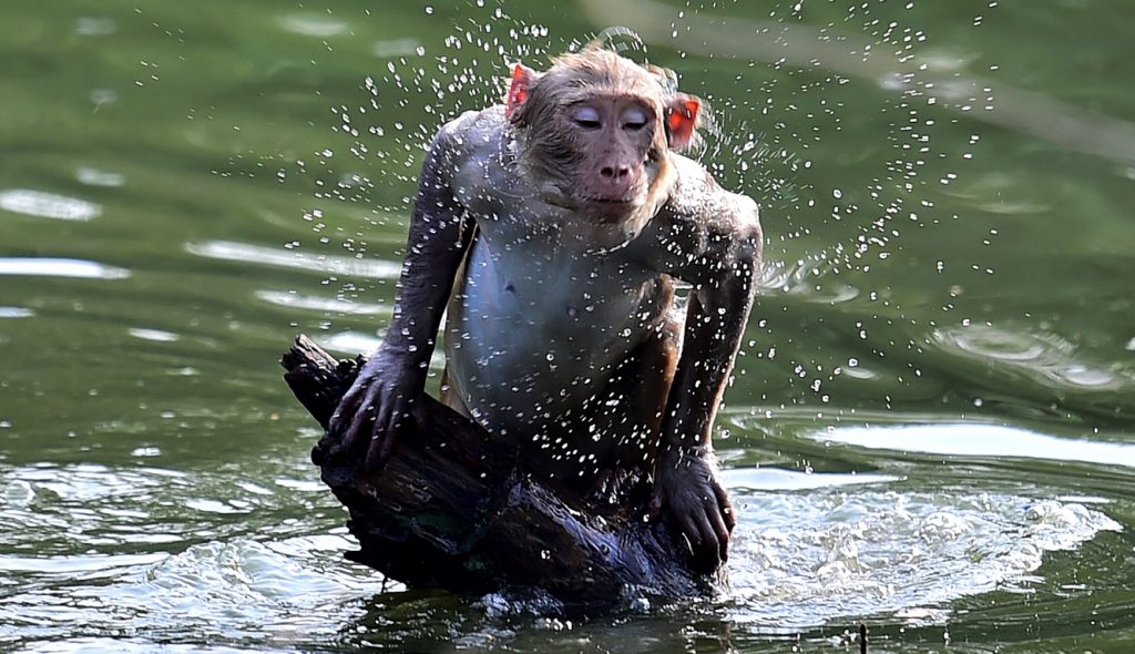 Aves caem do céu e animais não resistem ao calor na Índia