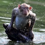 Aves caem do céu e animais não resistem ao calor na Índia
