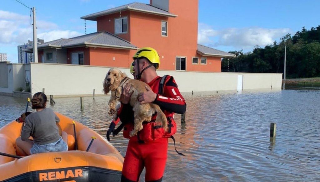 Emoção no resgate de animais das enchentes em Santa Catarina