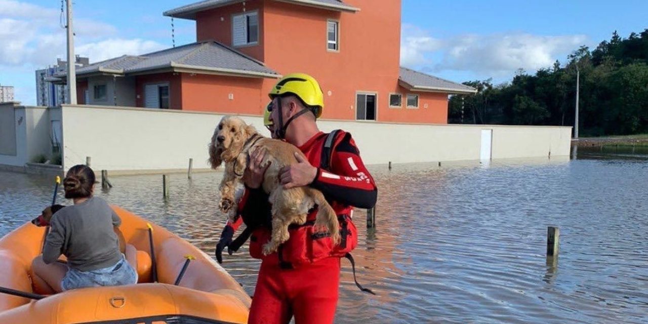<span class="entry-title-primary">Emoção no resgate de animais das enchentes em Santa Catarina</span> <h2 class="entry-subtitle">Bombeiros e voluntários atuaram no resgate de animais em casas e propriedades rurais de municípios atingidos pelas enchentes </h2>