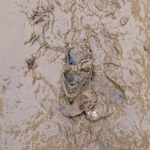 O desastre da chuva em Pernambuco em imagens