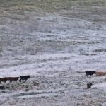 RS registra -4,9ºC no terceiro dia seguido abaixo de zero