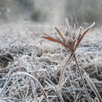 Sábado típico de inverno teve amanhecer gelado