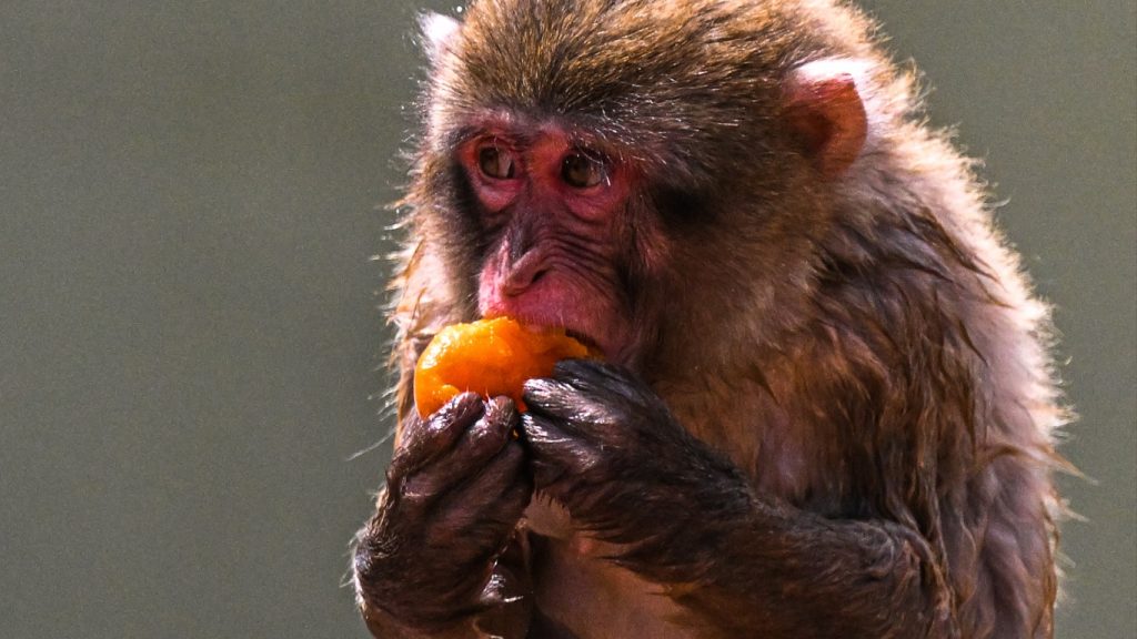 Ondas de calor derrubam recordes em série no Hemisfério Norte