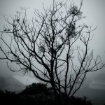 Quatro dias de inverno e quatro dias de chuva e alta umidade