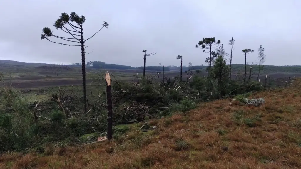 Possível tornado atingiu interior de São Francisco de Paula
