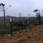 Possível tornado atingiu interior de São Francisco de Paula