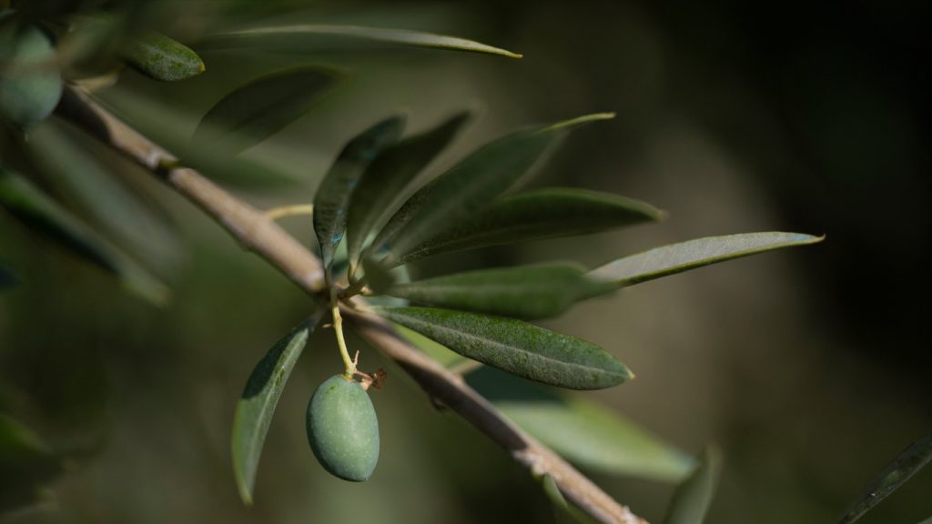 Seca e calor atingem maior produtor mundial de azeite de oliva