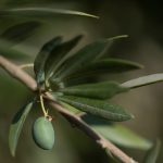 Seca e calor atingem maior produtor mundial de azeite de oliva