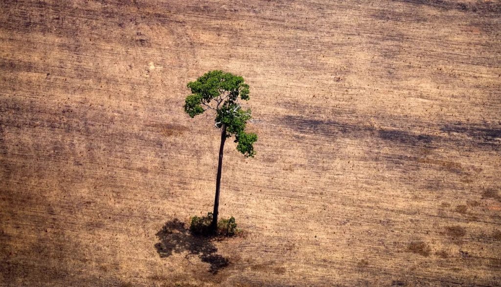 Amazônia perdeu 18 árvores por segundo em 2021