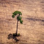 Amazônia perdeu 18 árvores por segundo em 2021