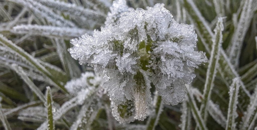 Veja as mínimas da onda de frio no Rio Grande do Sul (21/8/2022)