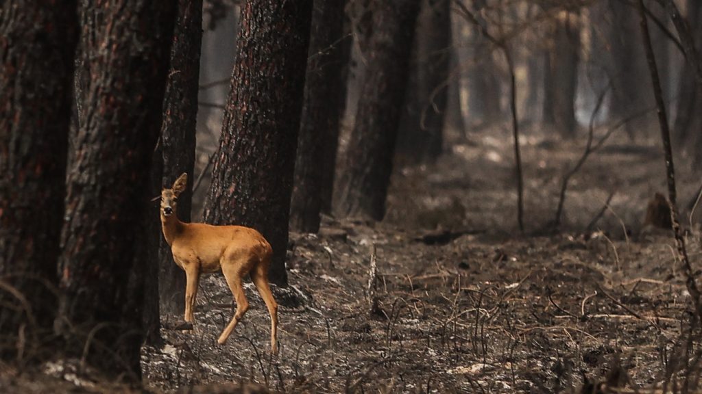 Verão de fogo recorde na Europa