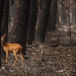 Verão de fogo recorde na Europa