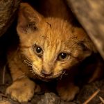 O sobrevivente do fogo na Califórnia que comoveu os bombeiros