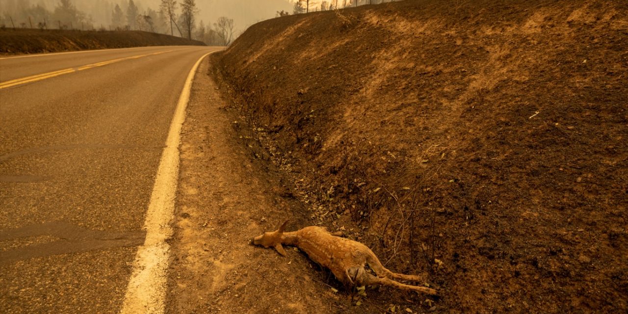 <span class="entry-title-primary">Chuva chega tarde para salvar a natureza no McKinney Fire</span> <h2 class="entry-subtitle">Incêndio no Norte da Califórnia queimou mais de 20 mil hectares, matou pessoas e atingiu a vida animal da região </h2>