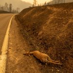 Chuva chega tarde para salvar a natureza no McKinney Fire