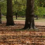 Inglaterra enfrenta “falso outono” por seca extrema e calor recorde