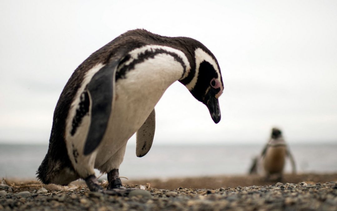 Ciclone matou centenas de pinguins na costa do Sul do Brasil Ciclone que atuou entre os litorais do Sul e do Sudeste causou estragos no continente e mortes de animais marinnhos no oceano