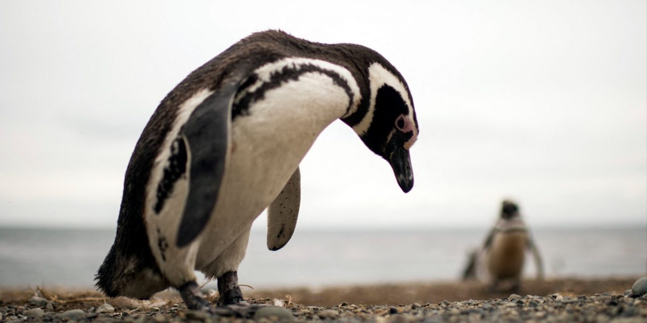 <span class="entry-title-primary">Ciclone matou centenas de pinguins na costa do Sul do Brasil</span> <h2 class="entry-subtitle">Ciclone que atuou entre os litorais do Sul e do Sudeste causou estragos no continente e mortes de animais marinnhos no oceano </h2>