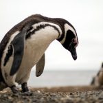 Ciclone matou centenas de pinguins na costa do Sul do Brasil