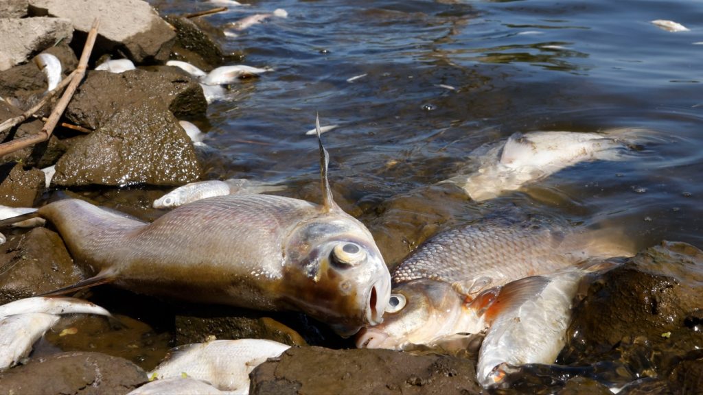 Mortandante de peixes assusta Alemanha e Polônia