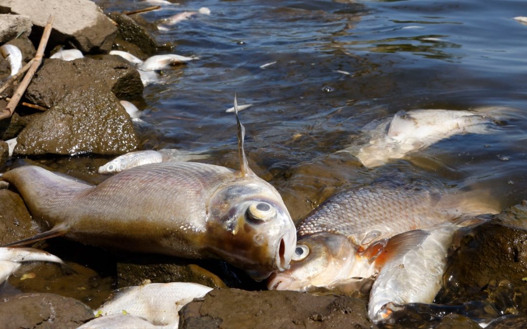 Mortandante de peixes assusta Alemanha e Polônia Toneladas de peixes mortos têm aparecido nos dois países e autoridades ainda não sabem explicar a causa da mortandande