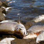 Mortandante de peixes assusta Alemanha e Polônia