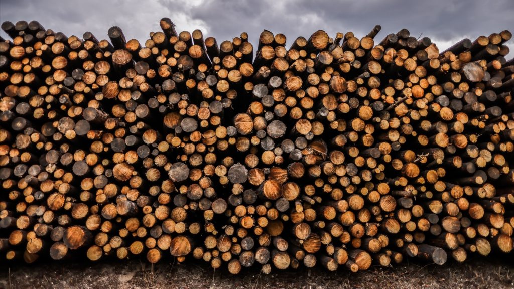 Europeus destroem florestas antigas para gerar energia