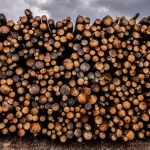 Europeus destroem florestas antigas para gerar energia