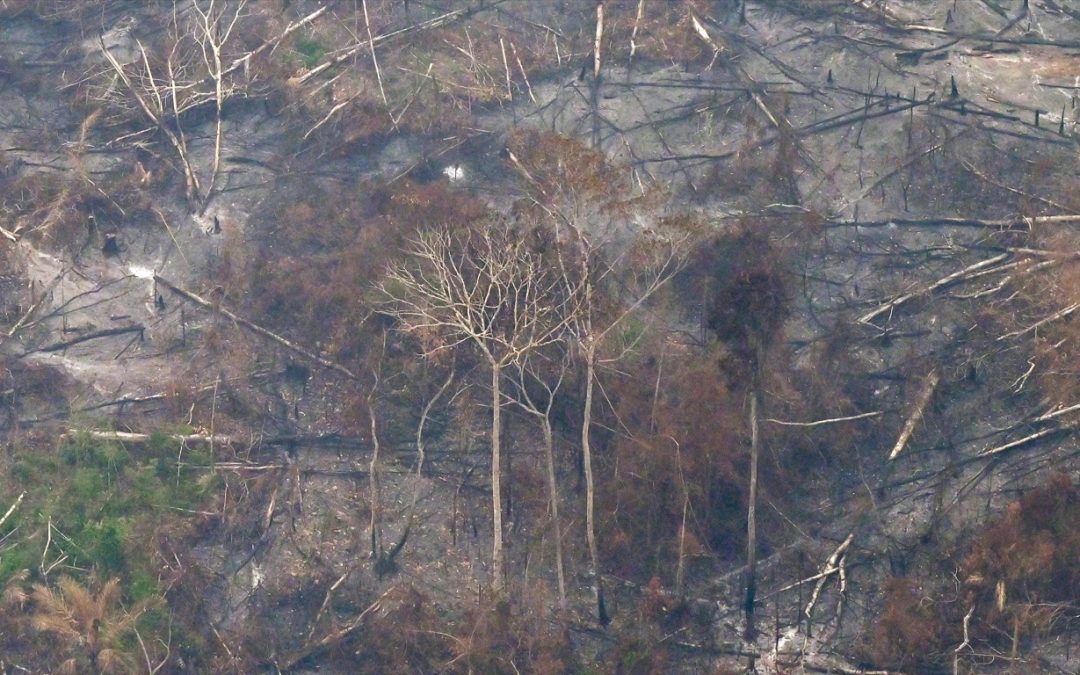 Imagens mostram destruição na Amazônia nos últimos dias Bioma amazônico registra um período de queimadas como há vários anos não se via e que vem acompanhado de desmatamento