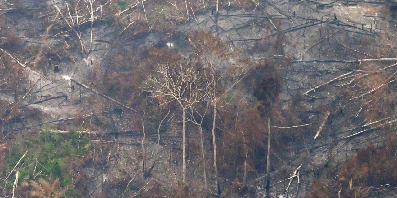 <span class="entry-title-primary">Imagens mostram destruição na Amazônia nos últimos dias</span> <h2 class="entry-subtitle">Bioma amazônico registra um período de queimadas como há vários anos não se via e que vem acompanhado de desmatamento </h2>
