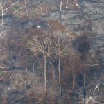Imagens mostram destruição na Amazônia nos últimos dias