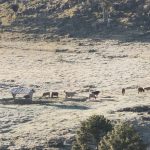 O que esperar da temperatura após mais um dia abaixo de zero