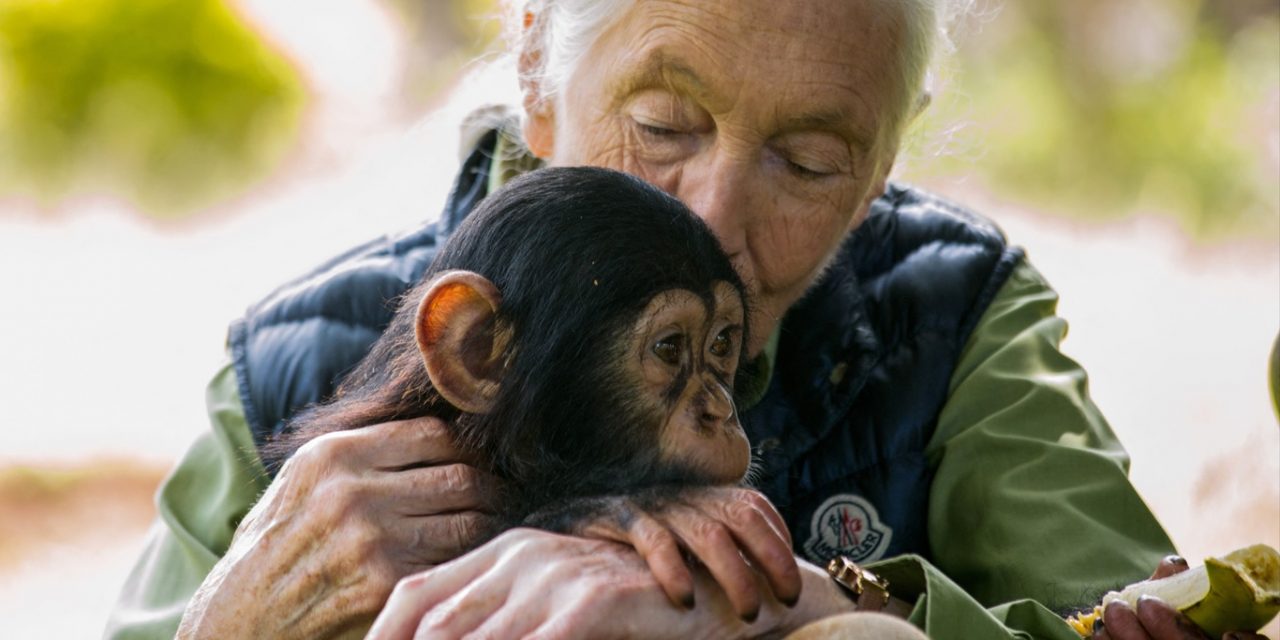 <span class="entry-title-primary">“Caminho sem volta”</span> <h2 class="entry-subtitle">Primatologista Jane Goodall alerta que o planeta está perto do ponto de não retorno em se tratando das mudanças climáticas </h2>