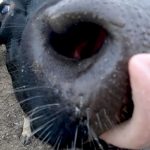 Nova Zelândia quer taxar gases do gado