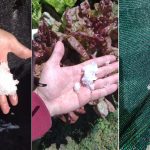 Uruguai tem graupel, frio aumenta e há chance de precipitação invernal